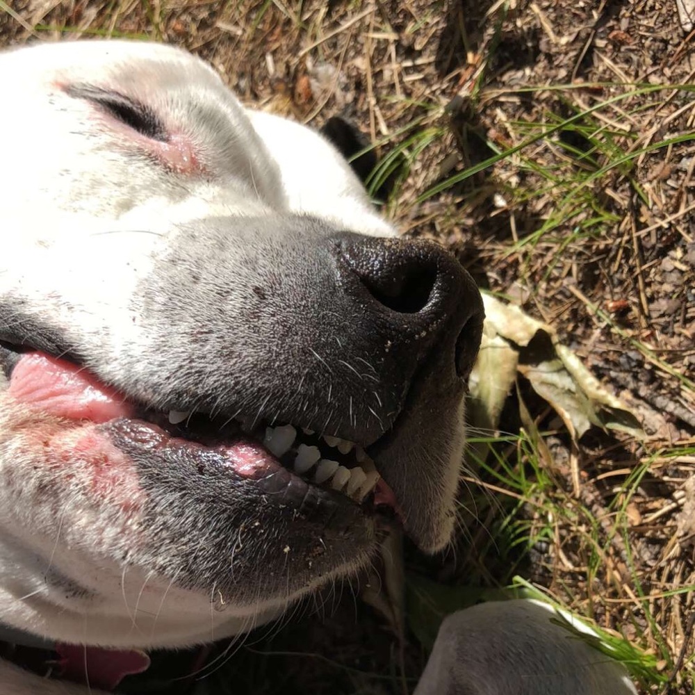 Meet your Posher, Abby